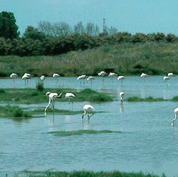 Aiguamolls de l'Empordà